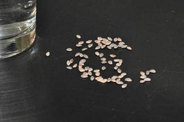 将日本黑松种子制作成盆景