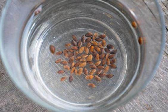 图解 将日本黑松种子发芽制作成盆景