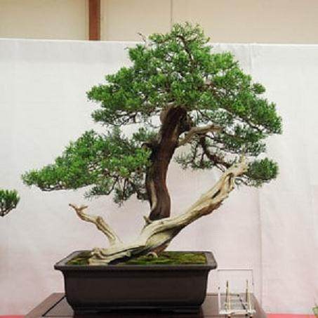  萨克拉门托盆景俱乐部 - 第64届年度展