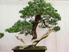 萨克拉门托盆景俱乐部 - 第64届年度展