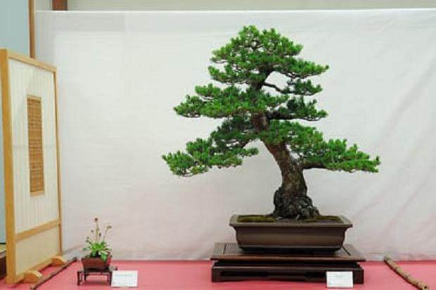 萨克拉门托盆景俱乐部 - 第64届年度展