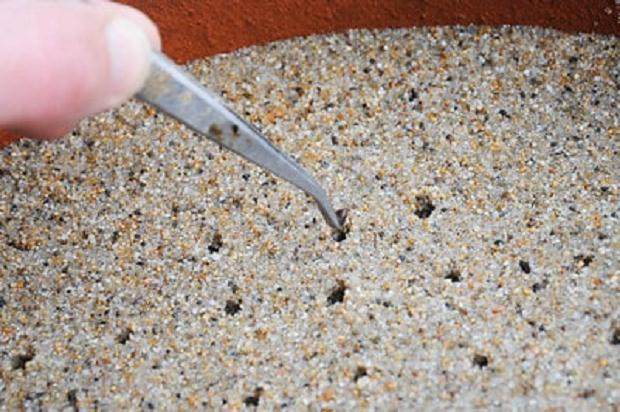 将日本黑松种子制作成盆景