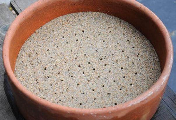 将日本黑松种子发芽制作成盆景的方法