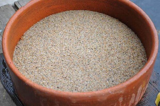 将日本黑松种子发芽制作成盆景的方法