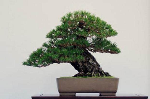 日本黑松在湾岛盆景第十一届年度展览上展出