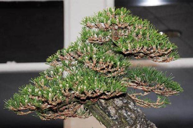 日本黑松在湾岛盆景第十一届年度展览上展出