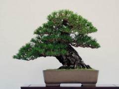 日本黑松在湾岛盆景第十一届年度展览上展出