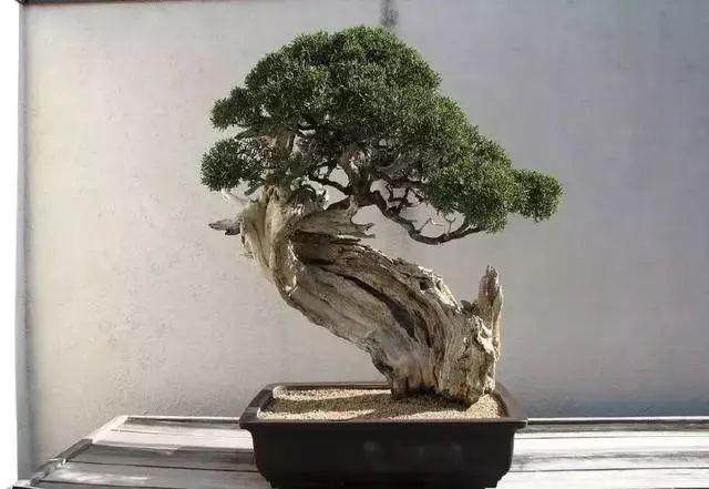 懂得这6个技巧,你就是盆景老玩家