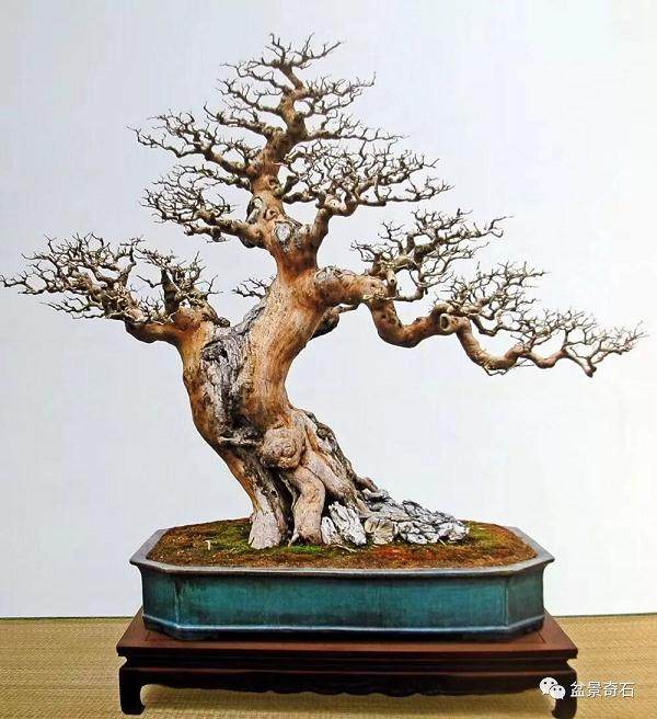 盆景养护入门一:放置场所