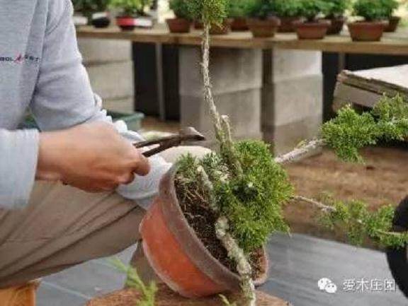 图解 微型柏树盆景素材怎么成品的21个过程