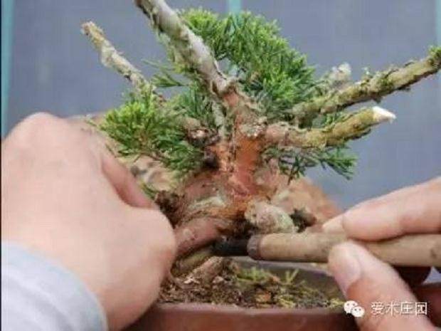 图解 微型柏树盆景素材怎么成品的21个过程