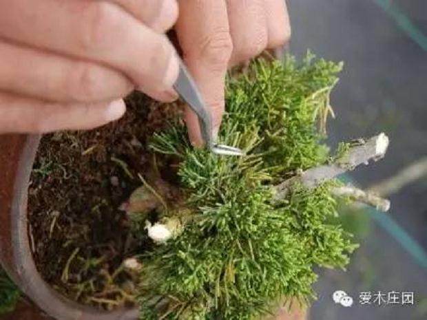 图解 微型柏树盆景素材怎么成品的21个过程