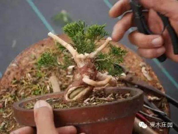 图解 微型柏树盆景素材怎么成品的21个过程