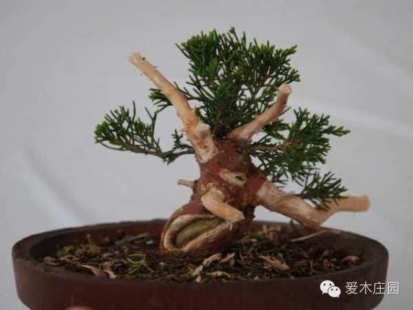 图解 微型柏树盆景素材怎么成品的21个过程