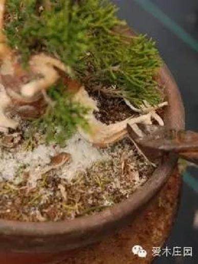 图解 微型柏树盆景素材怎么成品的21个过程