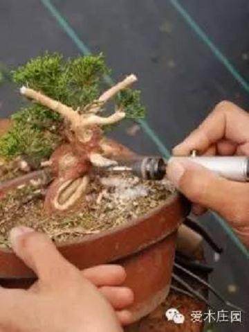 图解 微型柏树盆景素材怎么成品的21个过程