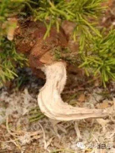 图解 微型柏树盆景素材怎么成品的21个过程