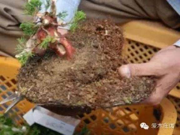 图解 微型柏树盆景素材怎么成品的21个过程