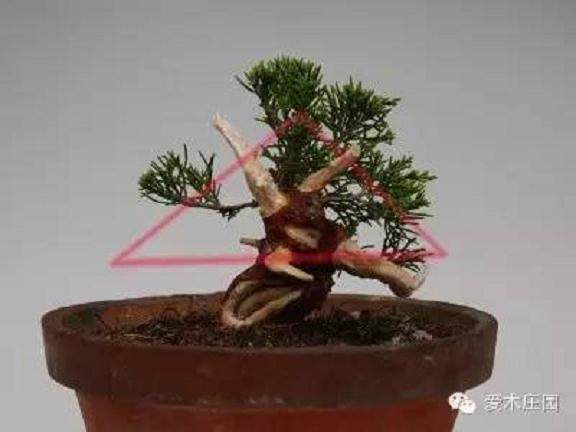 图解 微型柏树盆景素材怎么成品的21个过程