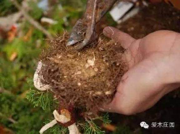 图解 微型柏树盆景素材怎么成品的21个过程