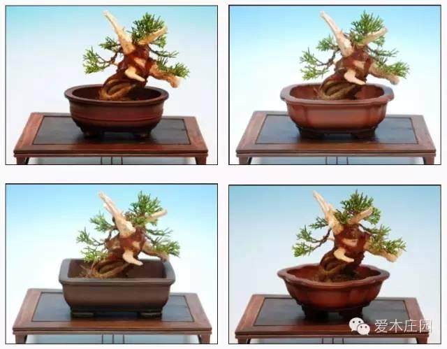 图解 微型柏树盆景素材怎么成品的21个过程