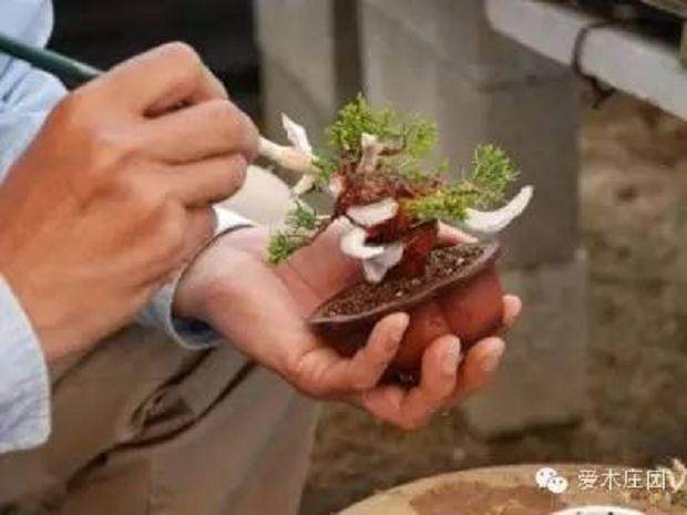 图解 微型柏树盆景素材怎么成品的21个过程