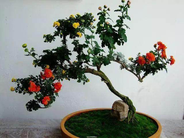 菊花盆景怎么养，有哪些寓意？