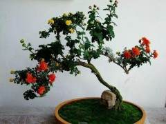 菊花盆景怎么养 有哪些寓意