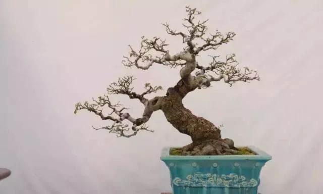 图解 盆景怎样修剪应的5个注意事项