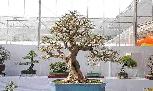 图解 盆景怎样修剪应的5个注意事项