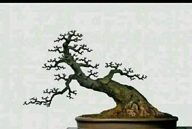 图解 盆景怎样修剪应的5个注意事项