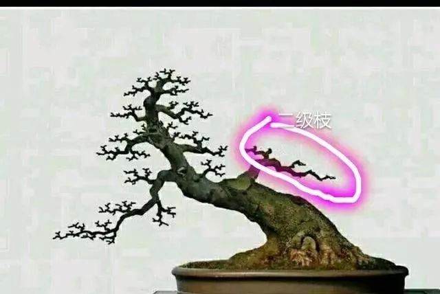 图解 盆景怎样修剪应的5个注意事项