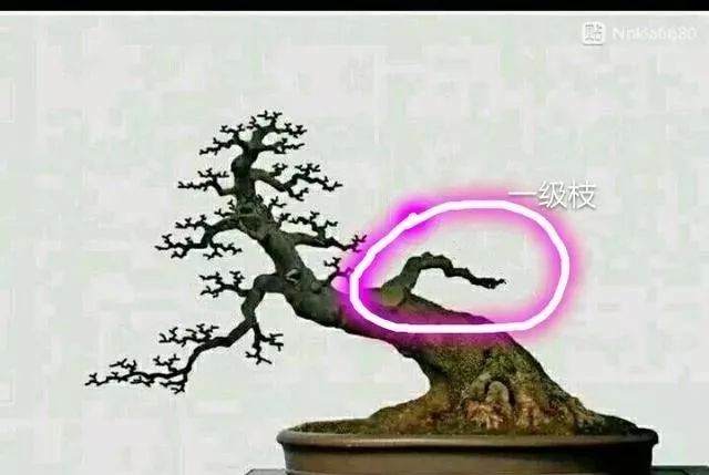 图解 盆景怎样修剪应的5个注意事项