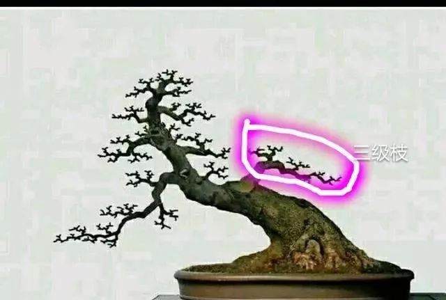 图解 盆景怎样修剪应的5个注意事项