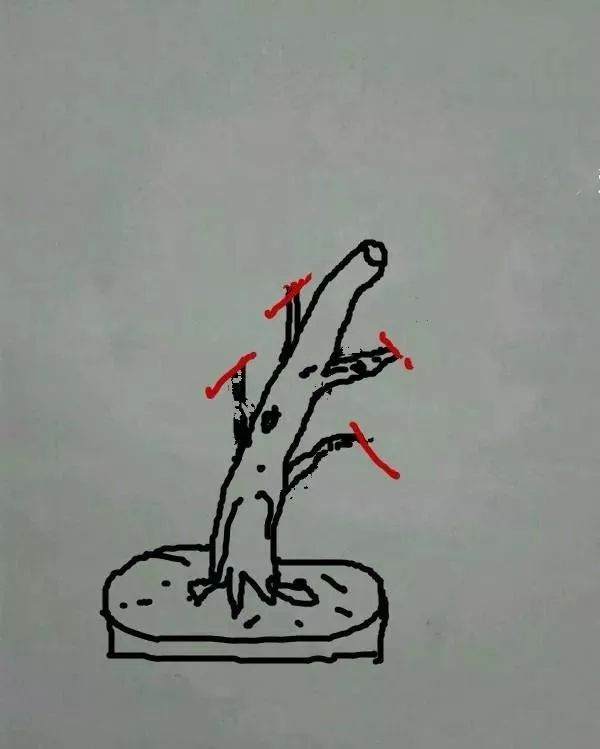 图解 盆景怎样修剪应的5个注意事项