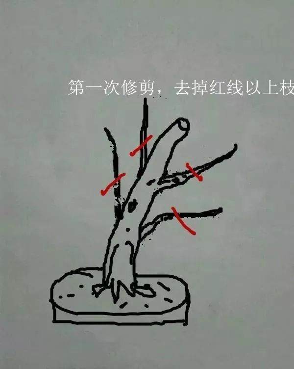 图解 盆景怎样修剪应的5个注意事项