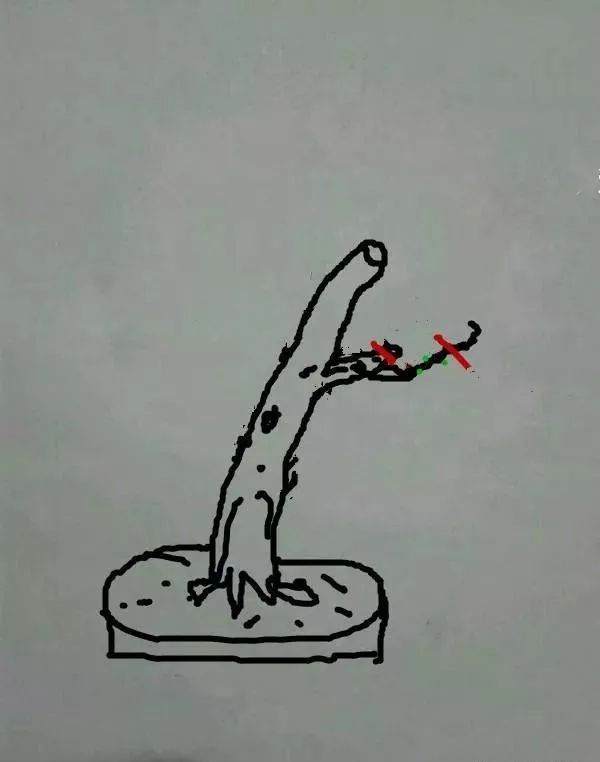 图解 盆景怎样修剪应的5个注意事项