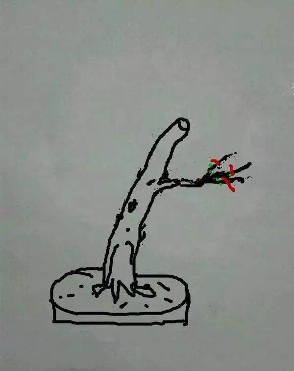 图解 盆景怎样修剪应的5个注意事项