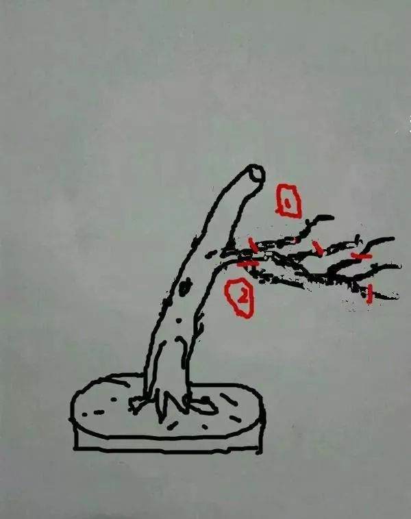 图解 盆景怎样修剪应的5个注意事项