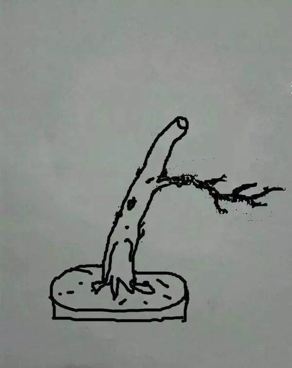 图解 盆景怎样修剪应的5个注意事项