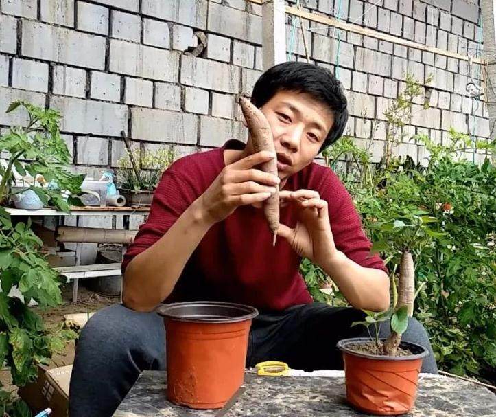 用家里的红薯或者紫薯就可以做一个盆景