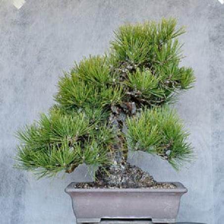 制作日本黑松盆景有很多技巧