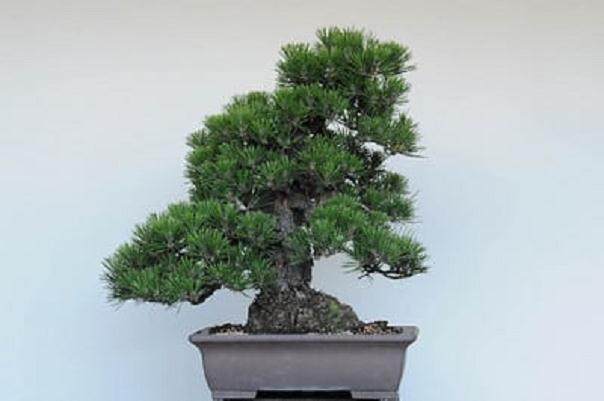 制作日本黑松盆景有很多技巧