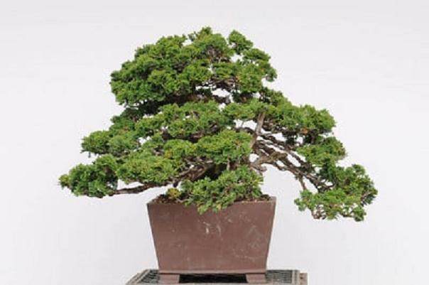 上周 我有机会参加湾岛盆景工作