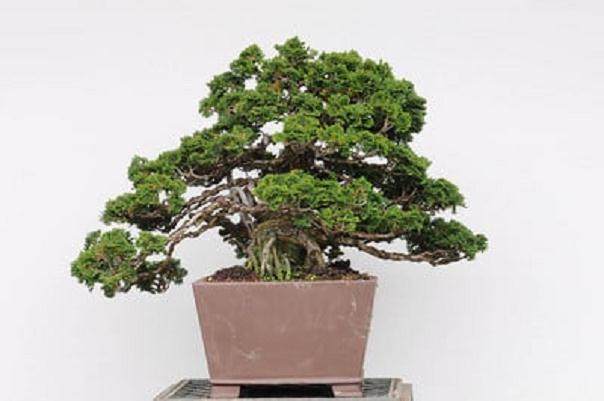 上周 我有机会参加湾岛盆景工作