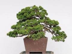 上周 我有机会参加湾岛盆景工作