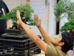 对大作野本盆景的评论