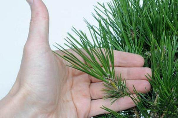 图解 如何使小品黑松盆景的芽松开