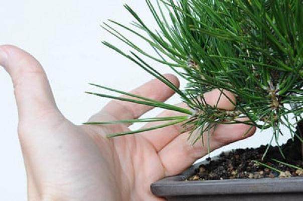图解 如何使小品黑松盆景的芽松开