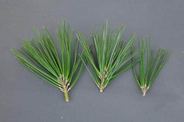 图解 如何使小品黑松盆景的芽松开